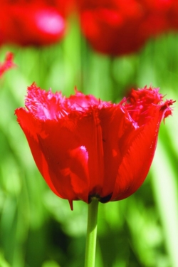 Tulp Red Wings